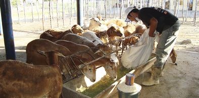XIV Semana de Zootecnia da UVA terá início dia 10 de maio