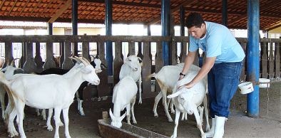 Mestrado em Zootecnia tem número recorde de inscritos