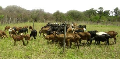 Embrapa e UVA realizam workshop de nutrição de pequenos ruminantes