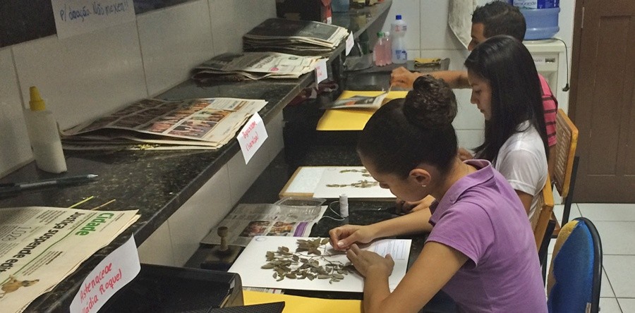 Herbário da UVA inicia estudos financiados pela FUNCAP para elaboração de Inventário da Flora da Região Noroeste do Ceará