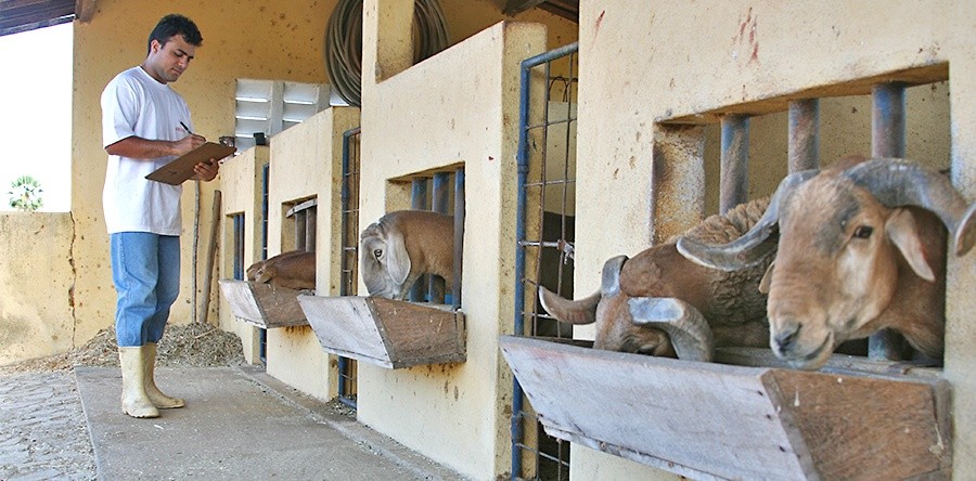 Programa de Mestrado Acadêmico em Zootecnia da UVA tem projeto aprovado pela FUNCAP/CAPES