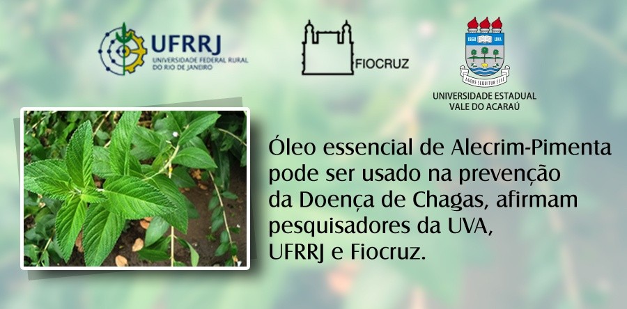 Óleo essencial do alecrim-pimenta pode ser usado na prevenção da Doença de Chagas, afirmam pesquisadores da UVA, UFRRJ e Fiocruz