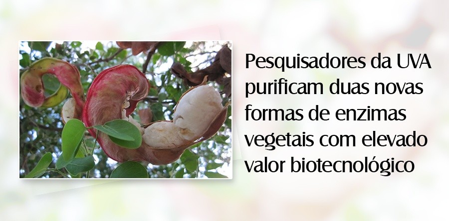 Pesquisadores da UVA purificam duas novas formas de enzimas vegetais com elevado valor biotecnológico