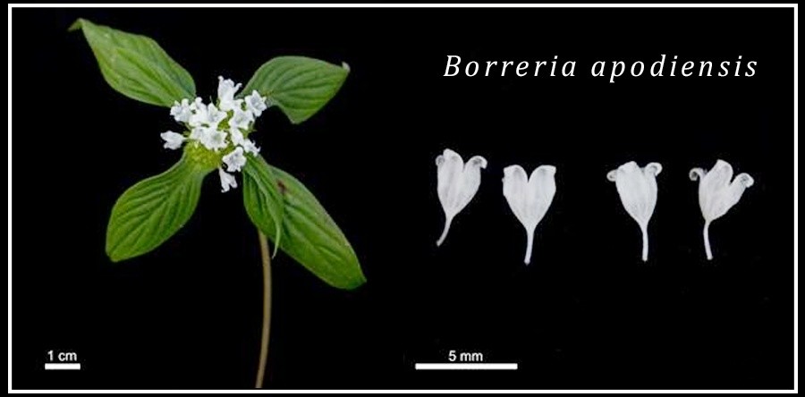 Equipe de pesquisadores liderados por professor da UVA identifica nova espécie da flora da Caatinga