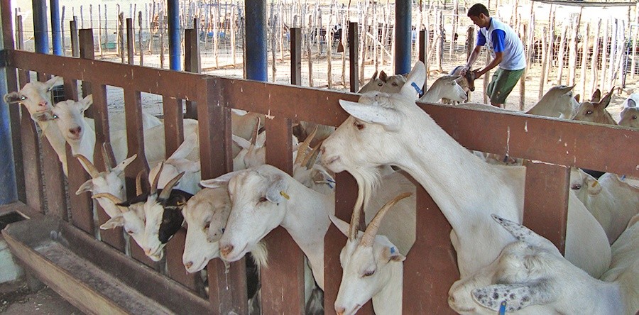 UVA divulga editais de seleção de candidatos aos Cursos de Mestrados em Geografia e Zootecnia para ingresso em 2016.1